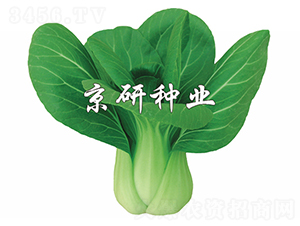 ����1̖(h��o)-С�ײ˷N��-����