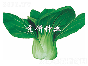 ����-С�ײ˷N��-����