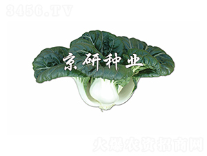 ����1̖(h��o)-С�ײ˷N��-����