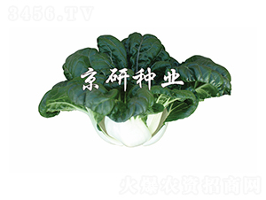 ����2̖(h��o)-С�ײ˷N��-����