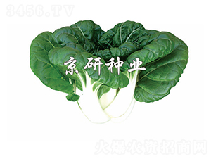 �̰�1̖(h��o)-С�ײ˷N��-����