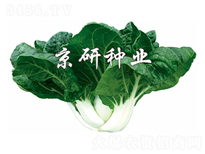 �̰�4̖(h��o)-С�ײ˷N��-����