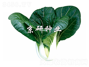 ���к��~3̖(h��o)-С�ײ˷N��-����