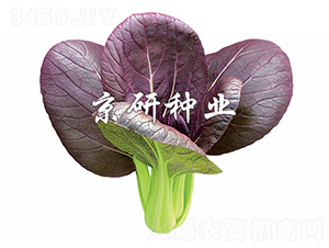 �Ϲ�1̖(h��o)-С�ײ˷N��-����