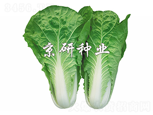 ���п��6̖-��˷N��-����