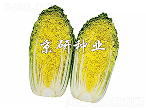 ������2̖-���޲˷N��-����