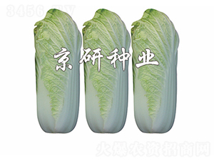 ����-���޲˷N��-����