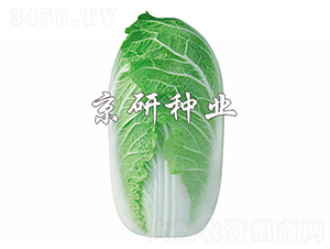 ����-���޲˷N��-����