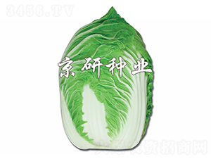 ������-�ײ˷N��-����