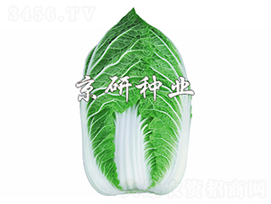 �����S2̖-�ײ˷N��-����