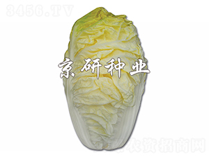 ����56-�ײ˷N��-����