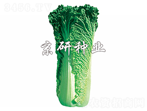 ����60̖-�ײ˷N��-����