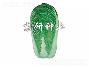 ����4̖-�ײ˷N��-����