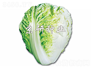 ������-�ײ˷N��-����