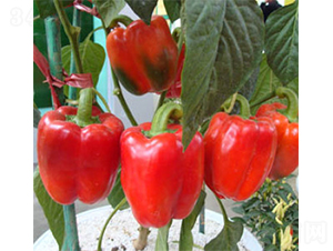 �����_(d��)����-�𽷷N��-���A�N�I(y��)