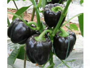 �ϲʽ�-�����N��-���A�N�I(y��)