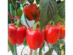 �t��-�𽷷N��-���A�N�I(y��)