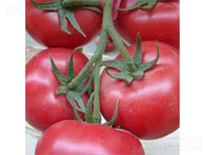 T6-���ѷN��-���A�N�I(y��)