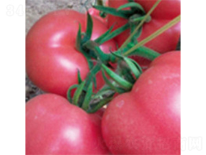 ���M��F1-���ѷN��-���A�N�I(y��)