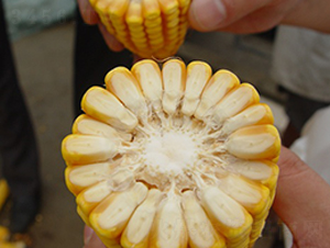 ����358-���׷N��-���r(n��ng)�l(f��)