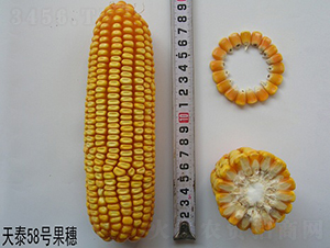 ��̩58-���׷N��-���r(n��ng)�l(f��)