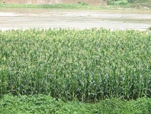 �A��5̖-���׷N��-���r(n��ng)�l(f��)