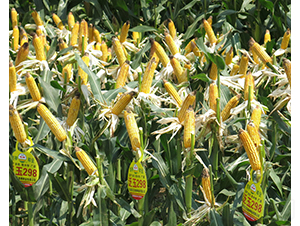 ����298-���׷N��-���r(n��ng)�l(f��)