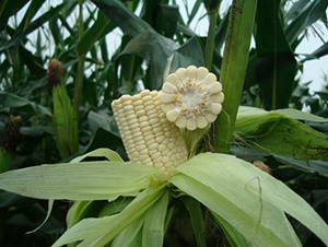 ��ʢŴ1512-���׷N��-���r(n��ng)�l(f��)