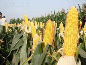 ����114-���׷N��-���r(n��ng)�l(f��)