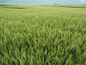 ����55-С���N��-���r(n��ng)�l(f��)