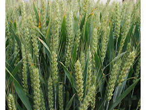 ����1̖(h��o)-С���N��-���r(n��ng)�l(f��)