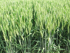 ����98-С���N��-���r(n��ng)�l(f��)