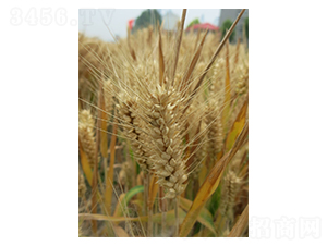 ����803-С���N��-���r(n��ng)�l(f��)