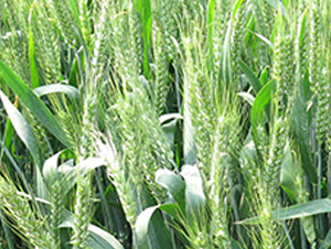 ����7030-С���N��-���r(n��ng)�l(f��)