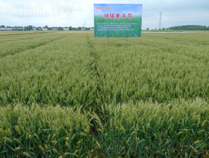 �P(y��ng)ݗ��4̖(h��o)-С���N��-���r(n��ng)�l(f��)