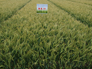 �P��18-С���N��-���r(n��ng)�l(f��)