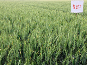 �P��22-С���N��-���r(n��ng)�l(f��)