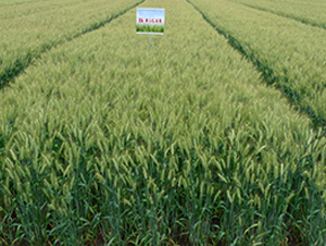 �PŴ��1̖-С���N��-���r(n��ng)�l(f��)