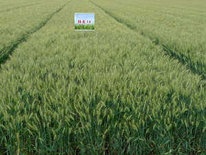 �P��14-С���N��-���r(n��ng)�l(f��)