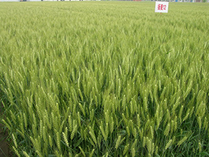 �P��12-С���N��-���r(n��ng)�l(f��)