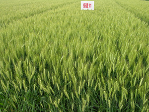 �P��11̖-С���N��-���r(n��ng)�l(f��)