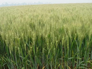 �庵8̖-С���N��-���r(n��ng)�l(f��)