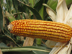 �r(n��ng)��5-���׷N��-�r(n��ng)��N�I(y��)