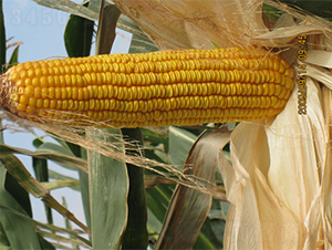 �r(n��ng)��4-���׷N��-�r(n��ng)��N�I(y��)