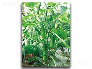 �@�Sһ̖(h��o)-�S�ϷN��-����˹