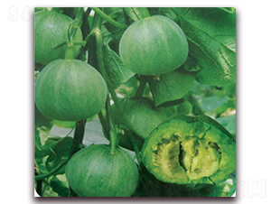 �\����-��ϷN��-����˹