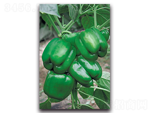 ����-�𽷷N��-����˹