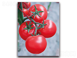 �P��-���ѷN��-����˹