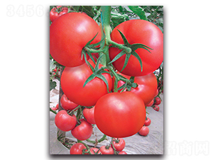 �P�R-���ѷN��-����˹