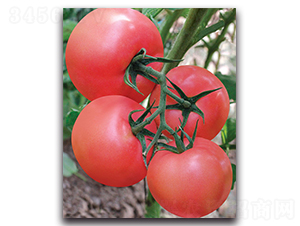 �P��-���ѷN��-����˹